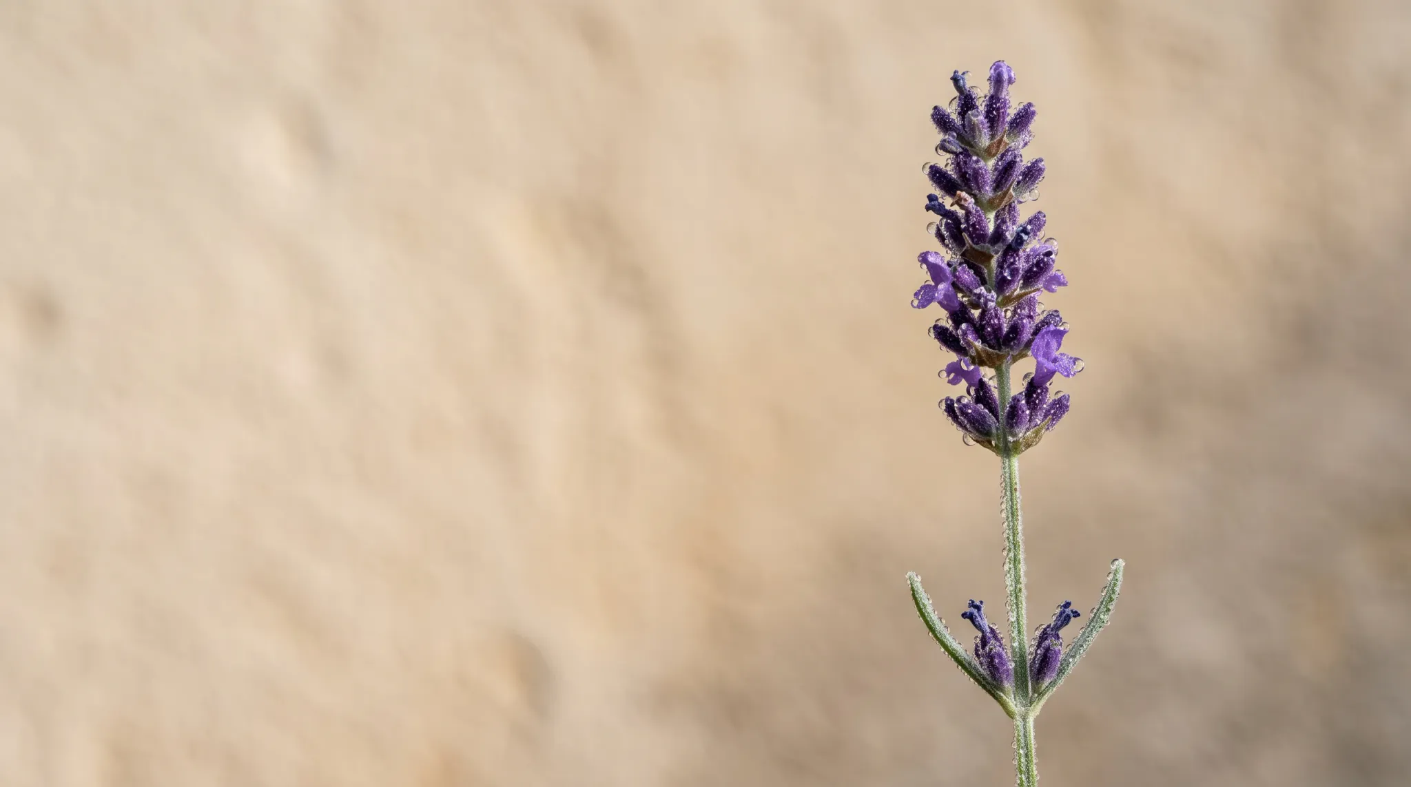 A single slender lavender stem with clustered purple flowers and green branching leaves rises along the right third of the frame. The flower is sharply detailed with visible dew droplets, while the warm beige background is smooth and strongly blurred, creating generous negative space on the left.
