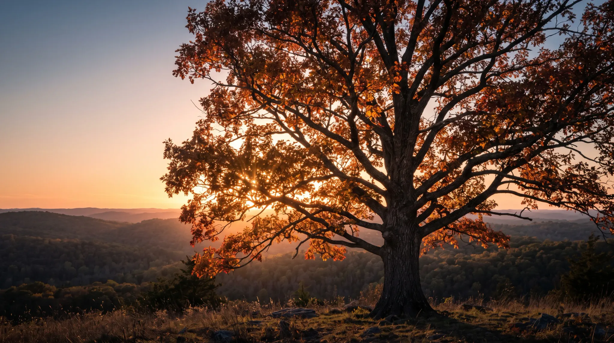A sprawling oak tree displaying vibrant orange and red autumn foliage stands atop a grassy ridge overlooking forested rolling hills, with a low setting sun creating a brilliant sunburst through its branches.