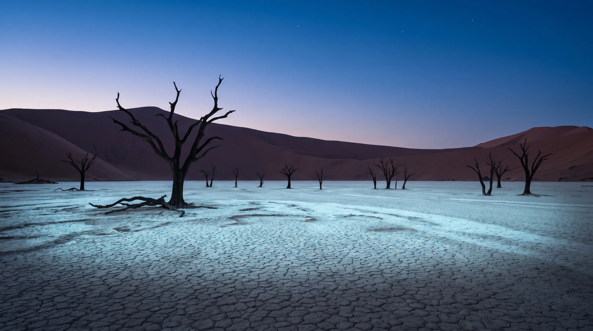 A wide twilight landscape shows a large leafless dead tree in the left foreground, surrounded by smaller dead trees standing in a pale cracked salt pan. Smooth reddish desert dunes form the background beneath a deep blue-to-lavender sky with a few faint stars.