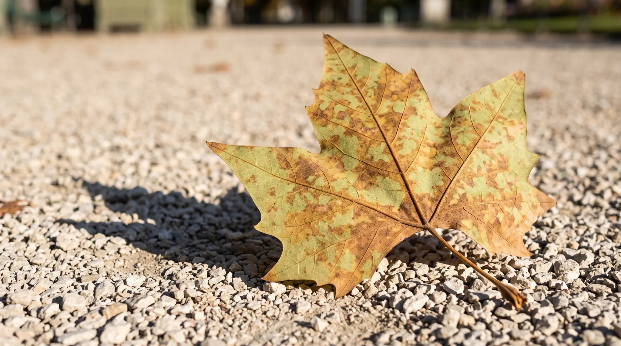 A close-up photograph of a fallen autumn plane tree leaf resting on a ground covering of light-colored pebbles. The leaf exhibits mottled yellow, brown, and green hues with pronounced veins, casting a sharp shadow under bright sunlight. The shallow depth of field creates a softly blurred background.