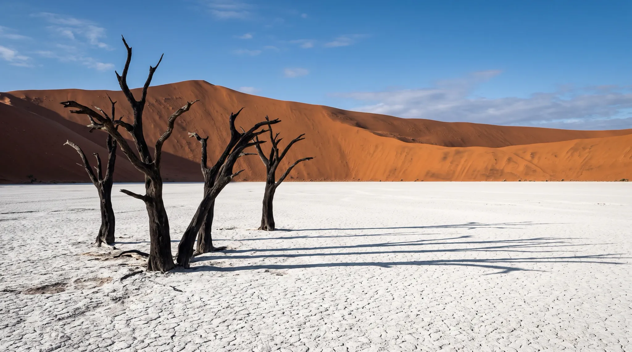 Wide color landscape photograph of several blackened, leafless dead trees standing on a bright white salt-crusted flat, with towering orange-red sand dunes across the background and a clear blue sky with sparse clouds. Long tree shadows stretch across the textured ground.