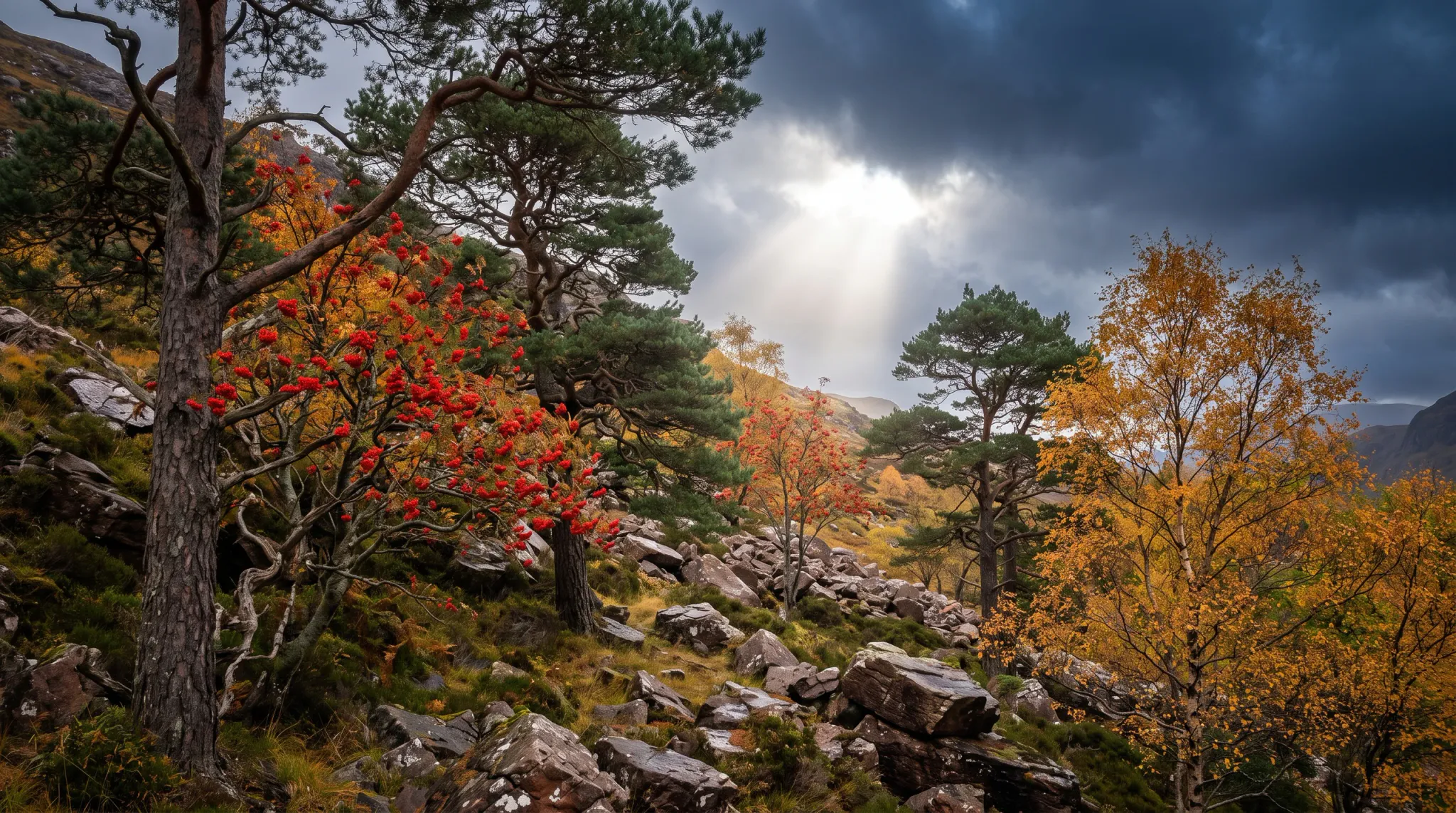 A scenic landscape featuring a rocky, sloping hillside covered in autumnal vegetation. In the foreground and midground, scattered angular boulders intermingle with diverse trees, including tall green pines, a birch tree with golden-yellow leaves, and a tree bearing clusters of bright red berries. The background showcases a dramatic, mostly cloudy dark sky, through which powerful sunbeams radiate downwards, illuminating the center of the scene.