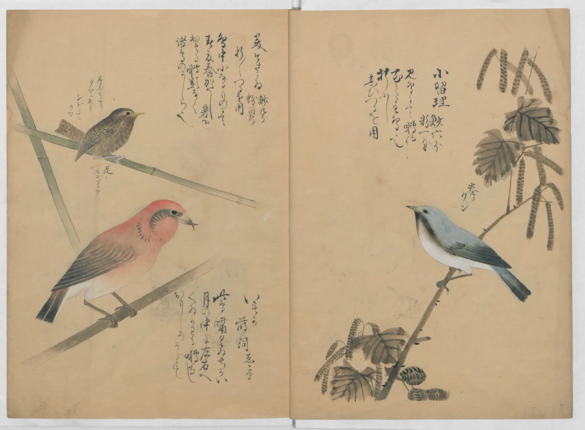 A color illustration spread on aged tan paper shows three birds perched on leafy bamboo-like branches: a brown bird at upper left, a reddish bird at lower left, and a blue-gray bird at lower right. Black handwritten calligraphy fills parts of the pages, with additional plant studies along the right edge and bottom.