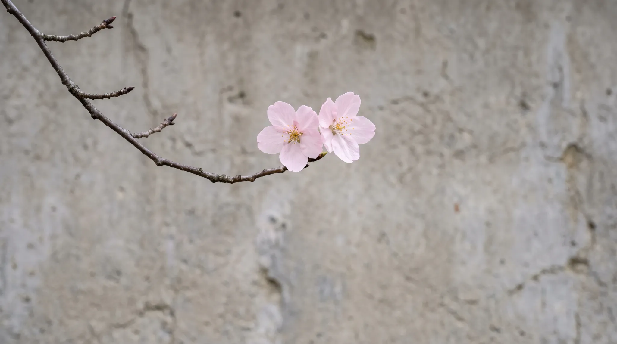 A delicate, thin brown branch of a cherry blossom tree extends from the left side of the frame, bearing two blooming light pink flowers near the center. The background consists of a blurred, rough gray concrete wall. The image features a shallow depth of field, highlighting the delicate flowers against the stark, simple background.