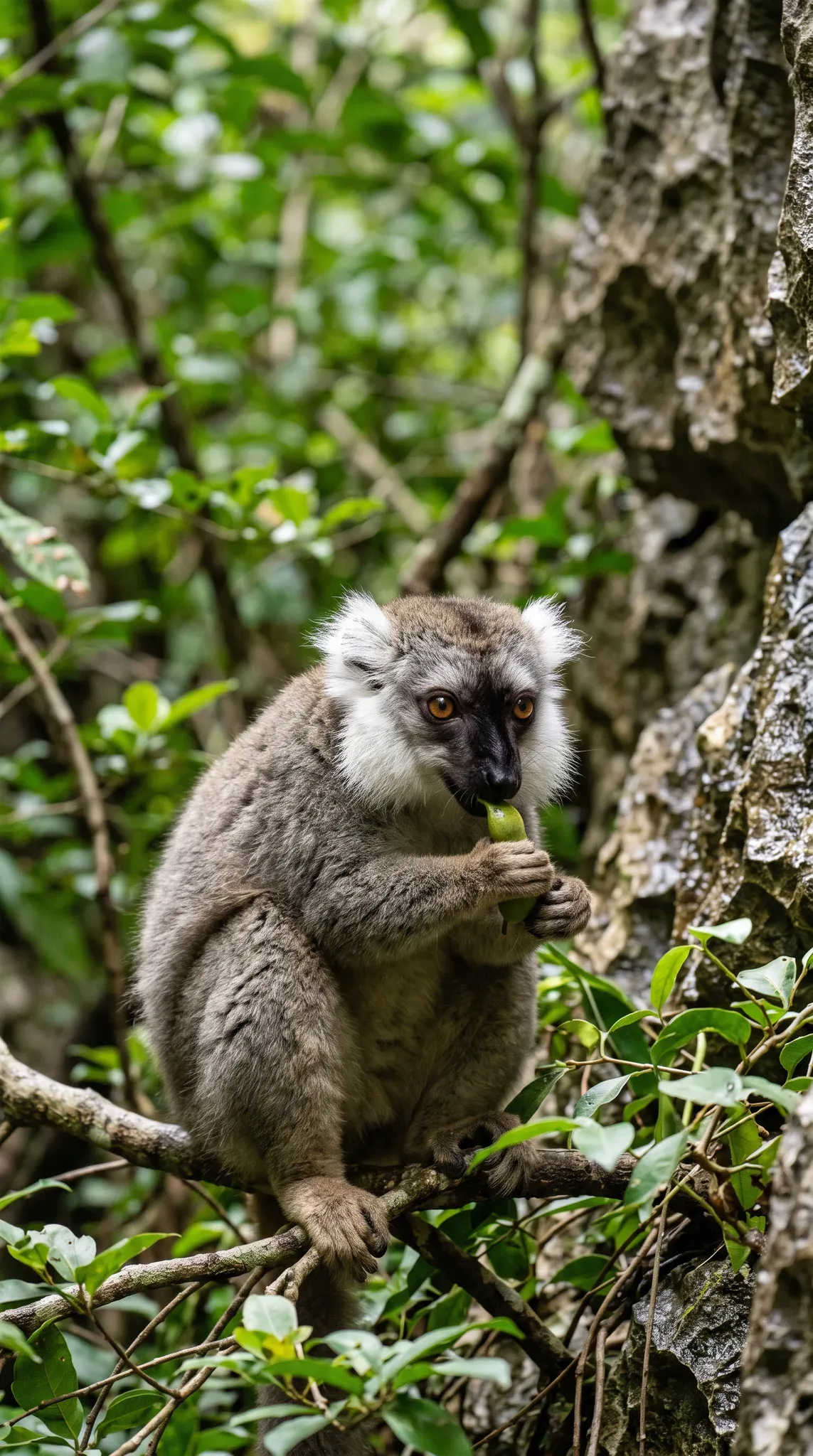 A wild brown lemur with striking white cheek ruffs and amber eyes sits perched on a tree branch in a lush tropical forest, holding and eating a green fruit pod with its hands in front of a weathered rocky cliff face.