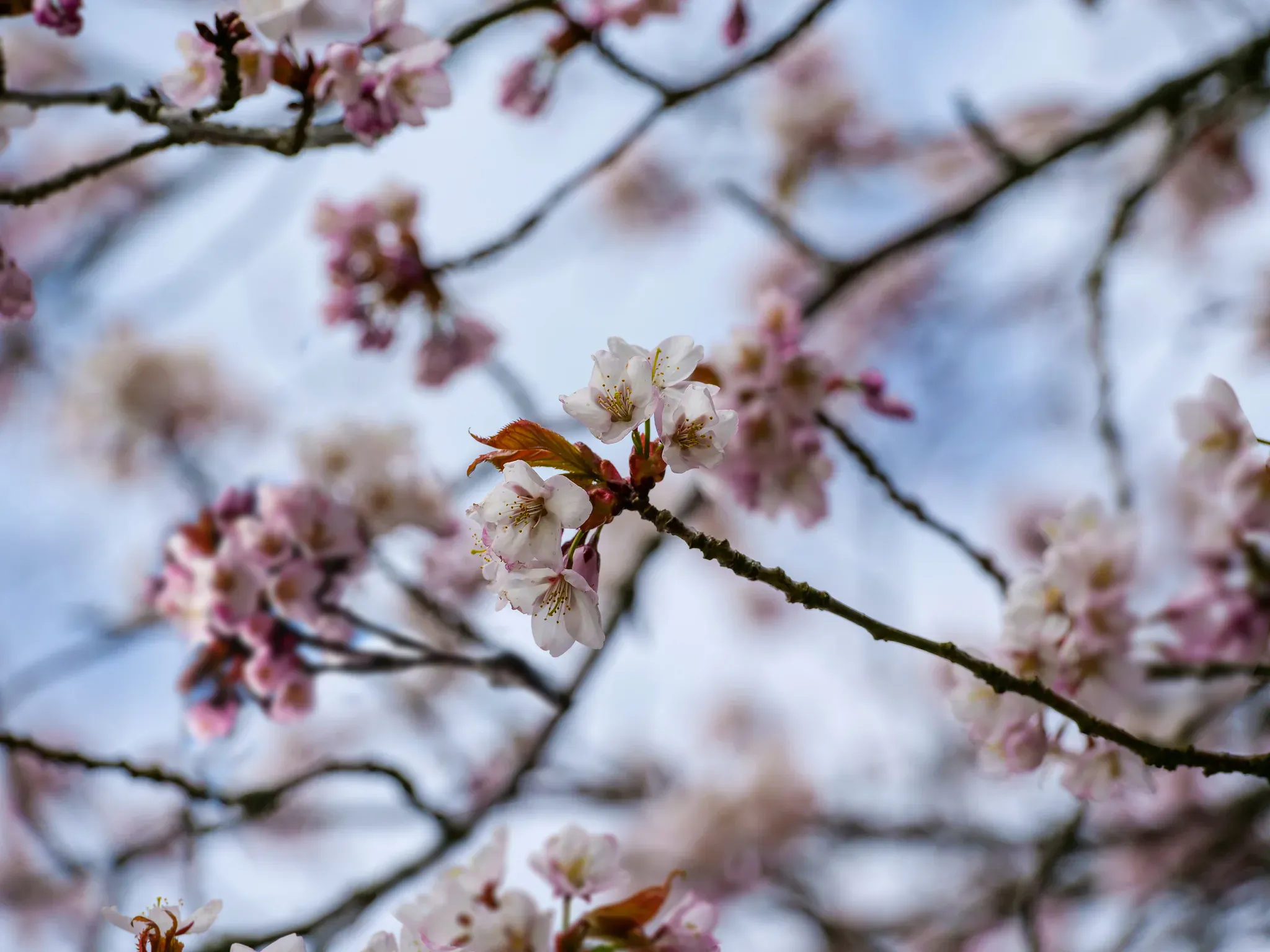 Close-up photograph of pale pink and white cherry blossoms on branching limbs, with reddish young leaves and numerous softly blurred blossoms against a pale blue sky. The central flowers are in sharp focus while the surrounding branches and blossoms create a dreamy bokeh background.