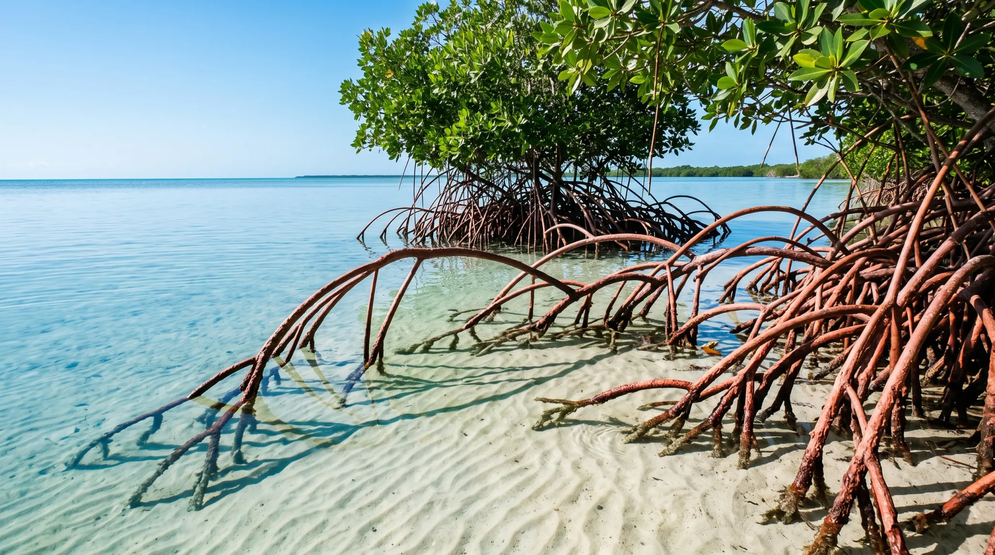 A wide-angle daytime shot of vibrant green mangrove trees growing in clear turquoise coastal water. Dramatic reddish-brown prop roots arch downward into the rippled white sandy seafloor beneath transparent, shallow water under a clear blue sky.