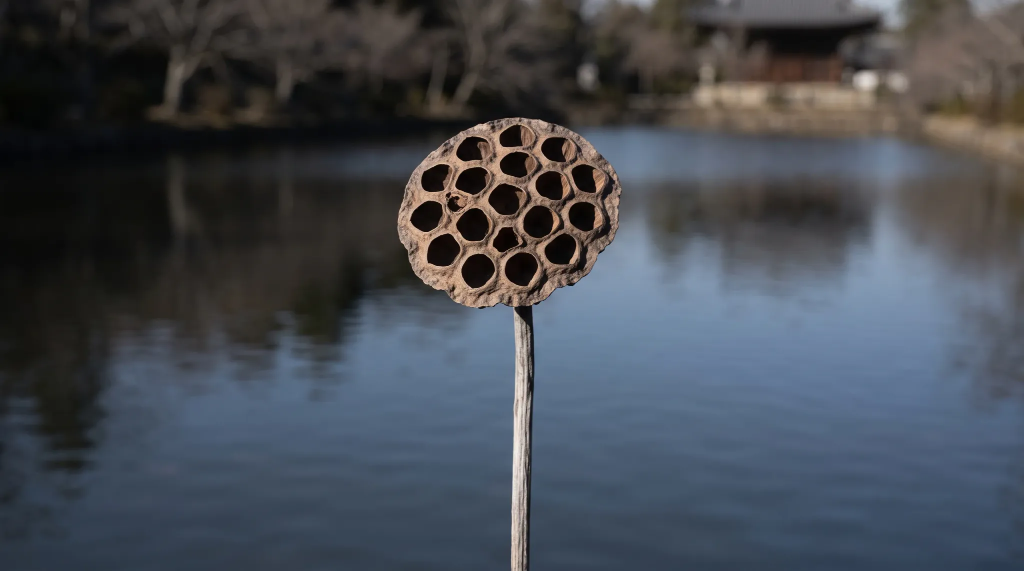 A close-up photograph of a desiccated, brown lotus seed pod standing upright on a slender stalk against a calm outdoor pond. The circular seed head features numerous empty seed cavities forming a honeycomb-like pattern. In the softly blurred background, gentle water reflections, bare trees, and the roofline of a traditional pavilion evoke a quiet winter atmosphere under direct sunlight.