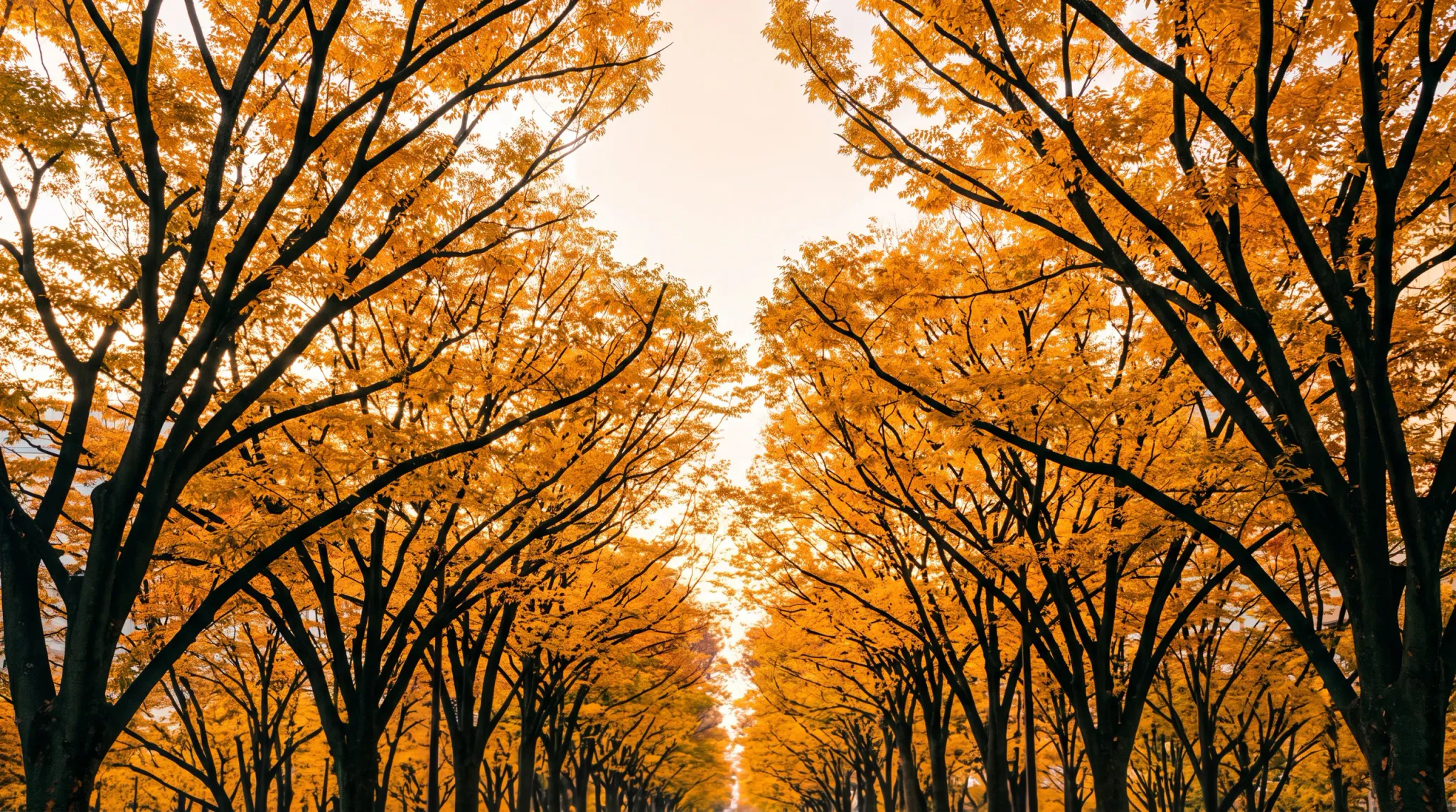 A low-angle view looking down a symmetrical avenue lined with tall deciduous trees in peak autumn foliage. Vibrant golden-yellow and orange leaves create an arching canopy overhead against a pale overcast sky.