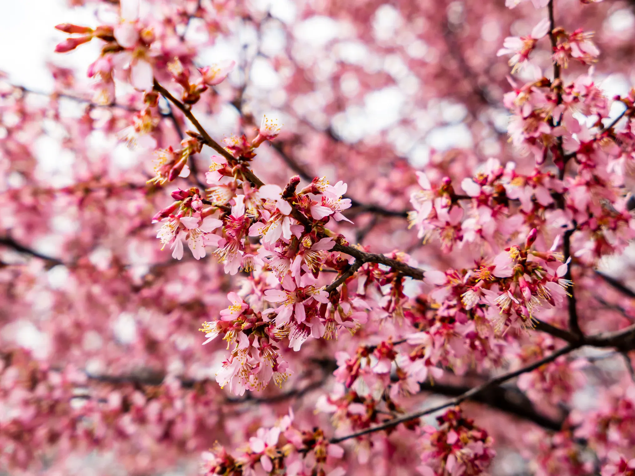 A dense close-up of pale and vivid pink cherry blossoms clustered along dark brown branches, with yellow stamens and many softly blurred blossoms filling the background. The image has shallow depth of field, bright diffuse natural light, and a soft springlike atmosphere.