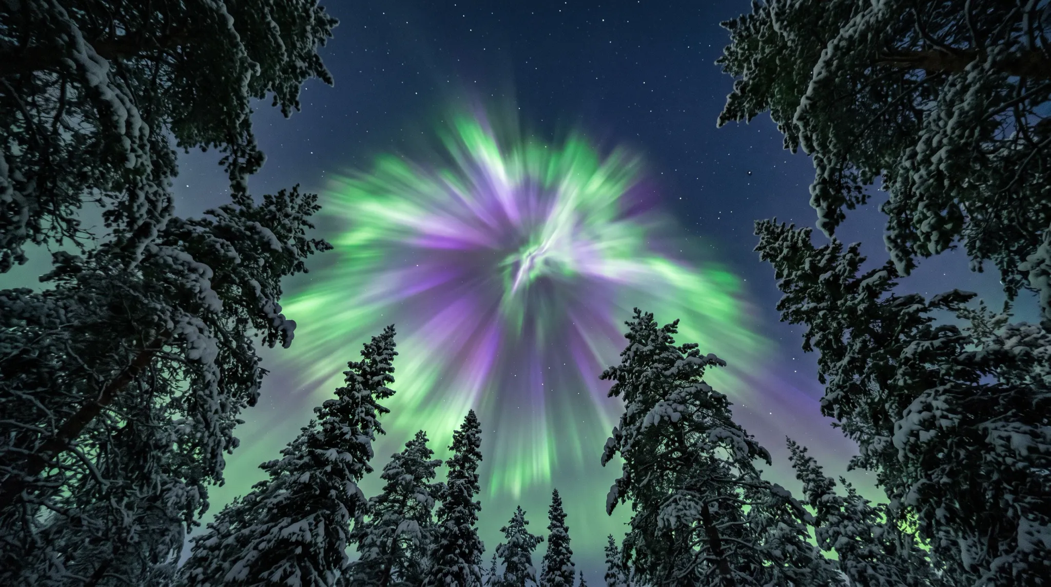 A stunning wide-angle view looking straight up into a starry night sky, dominated by a vibrant aurora borealis. The aurora forms a spectacular corona or starburst shape, radiating bright green and deep purple light outwards from a central point. The edges of the image are framed by the dark silhouettes of tall pine trees, their branches heavily laden with snow.