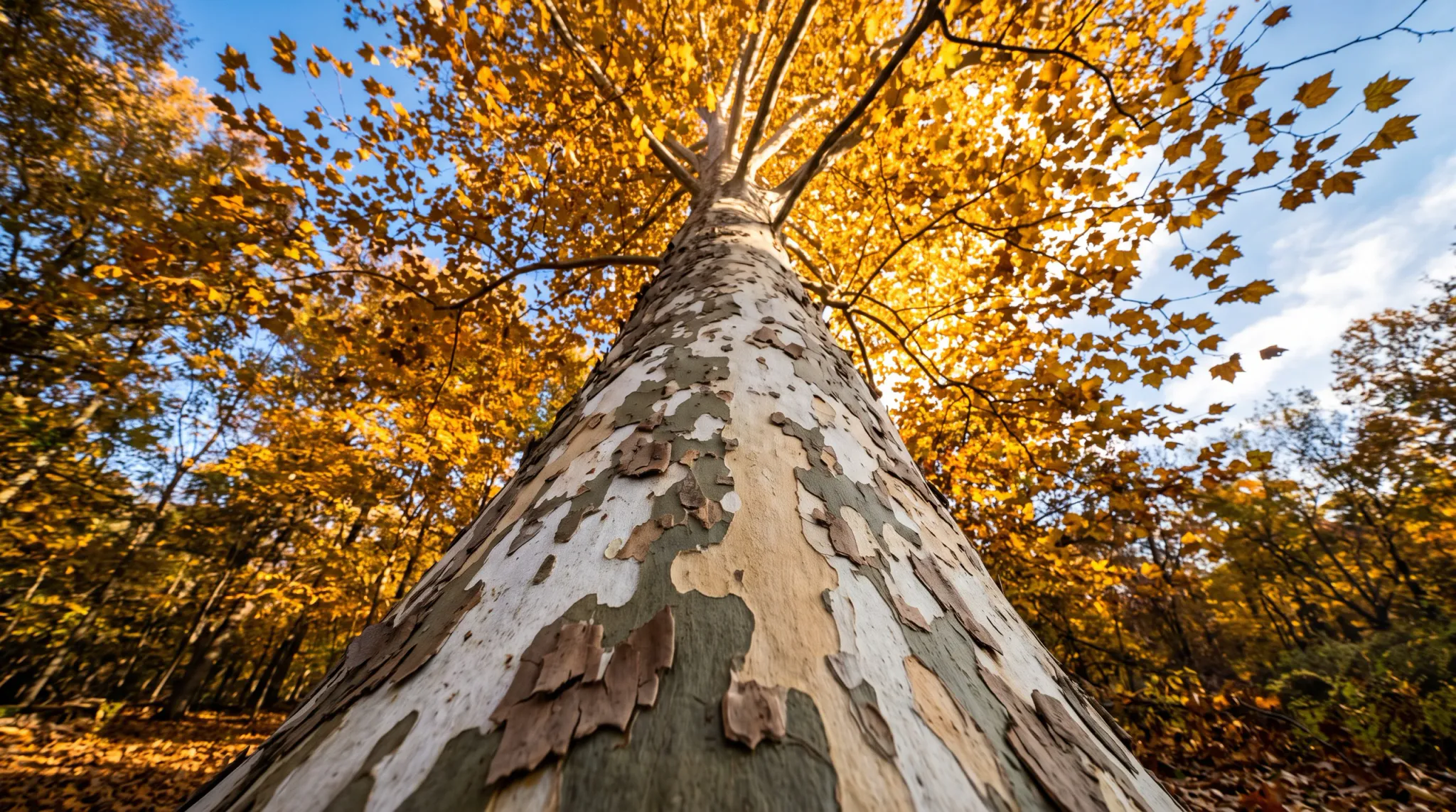 A dramatic low-angle view up the trunk of a large pale, mottled, peeling-barked tree, surrounded by glowing golden-orange autumn foliage and patches of blue sky in a sunlit forest.