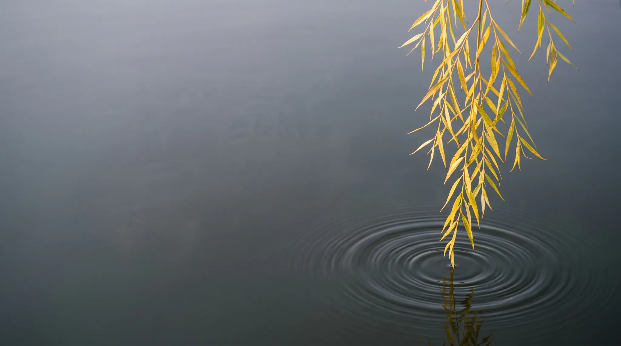 A minimalist photograph showing golden yellow weeping willow leaves hanging from the upper right, touching the surface of calm dark water and generating concentric circular ripples with reflections below.