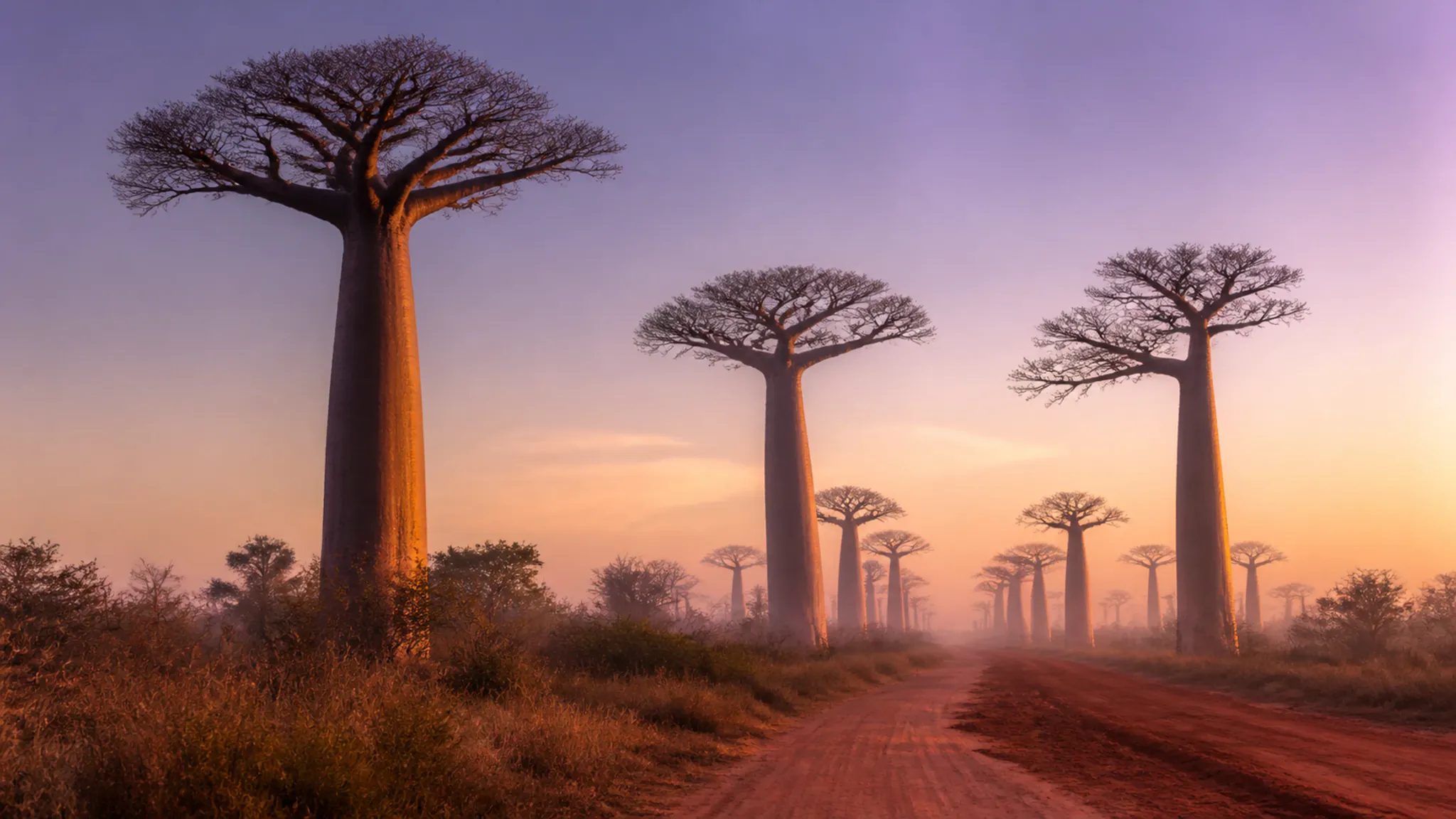 Ancient baobab trees silhouetted against an orange and violet dawn.