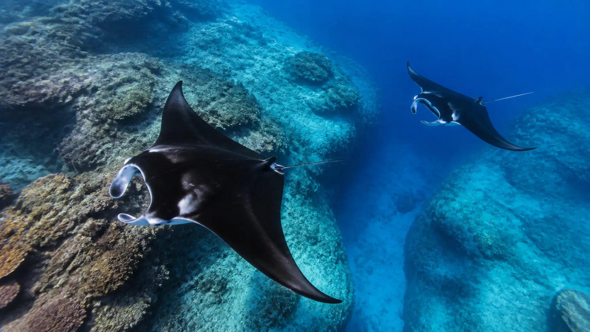 Two manta rays glide above a coral reef in deep blue water.