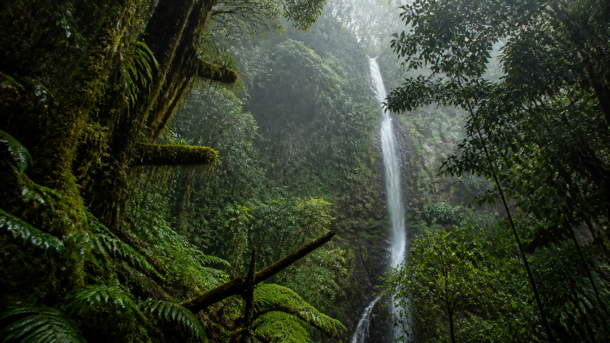 A slender waterfall descends through a mossy rainforest with mist and soft daylight.